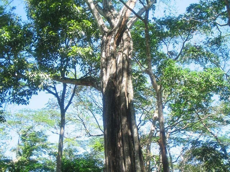 Bálsamo